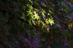 DPP_0002