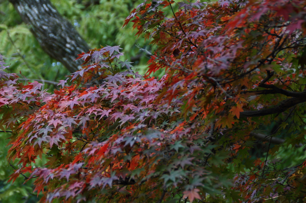 紅葉