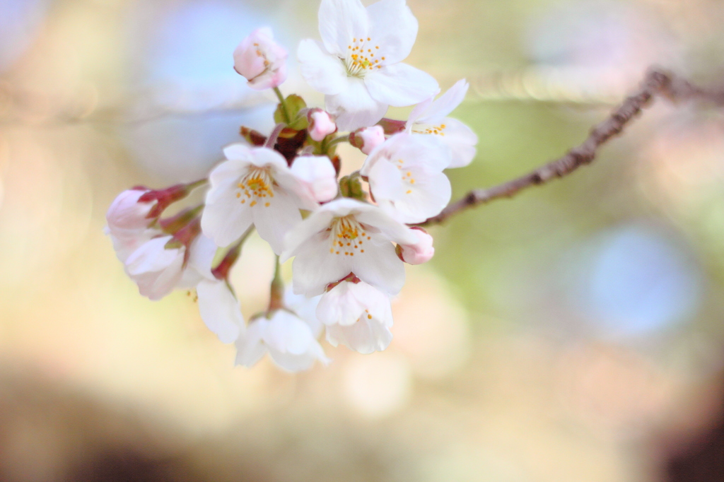 桜11