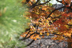 紅葉