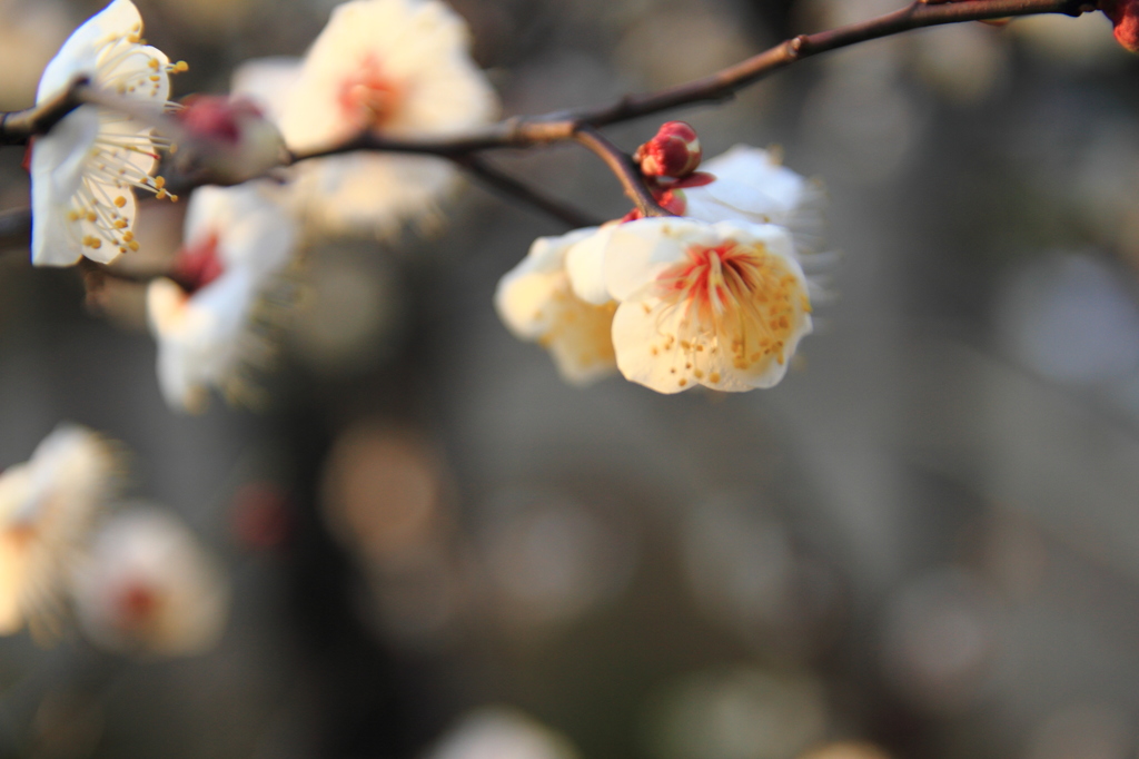 上野　花園稲荷神社