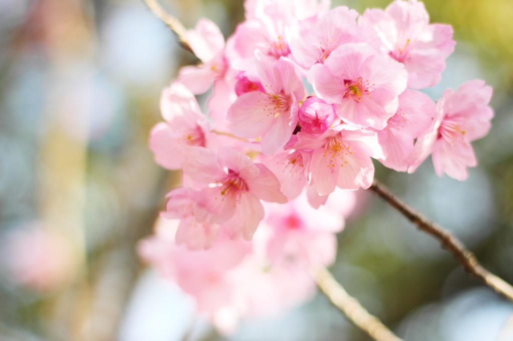 桜8