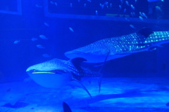 20160810_50014