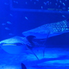 20160810_50014