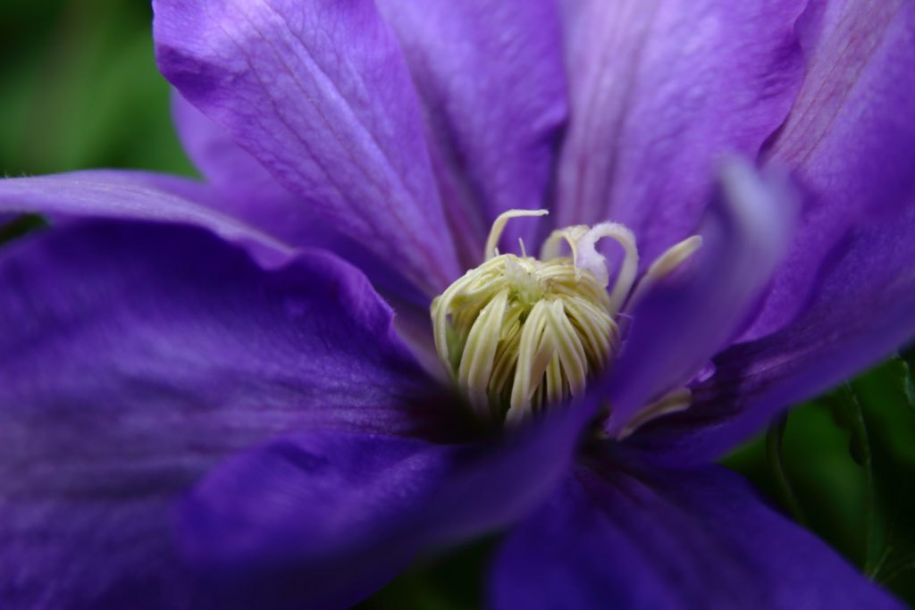 Clematis