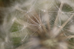 dandelion fluff