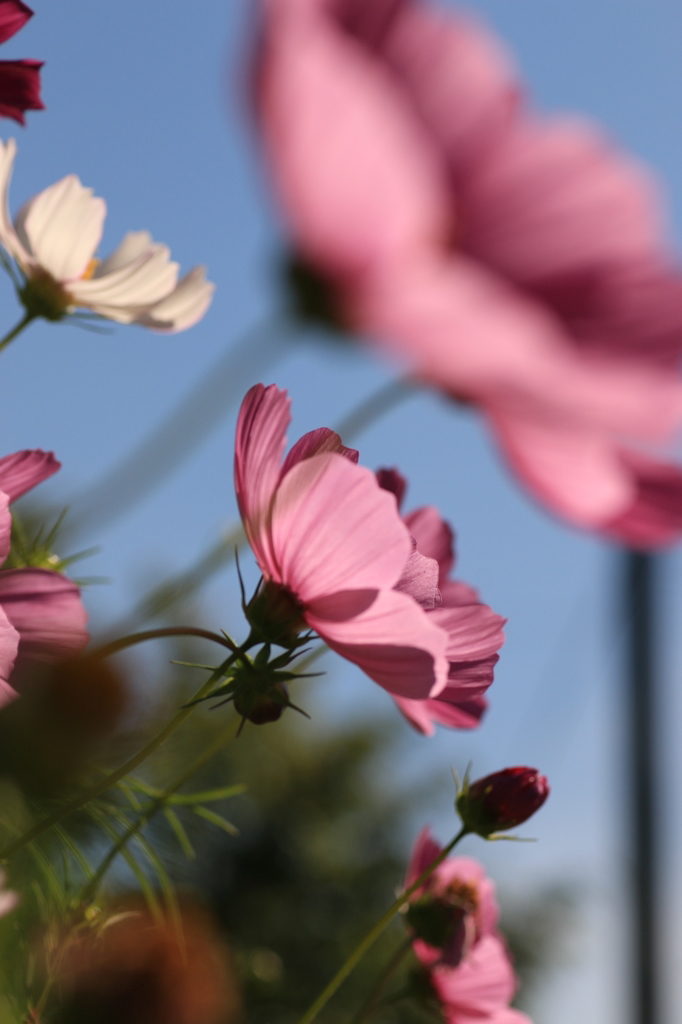 秋の花Ⅰ