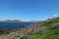 洞爺湖   梅の花と羊蹄山