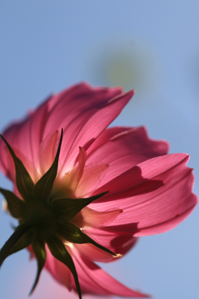 秋の花Ⅱ