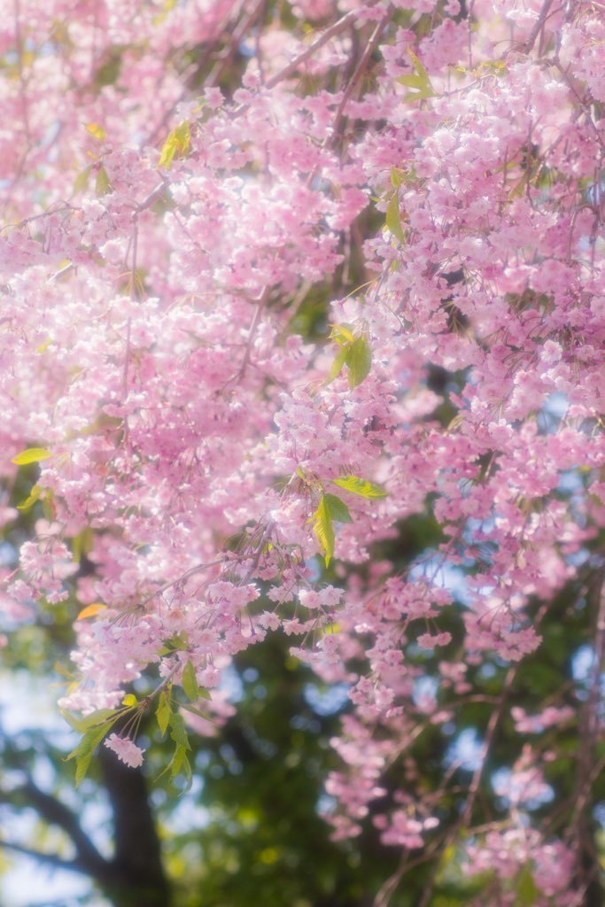 sakura no.3