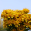 崖の花
