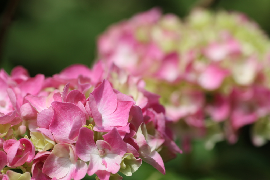 紫陽花