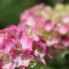 紫陽花