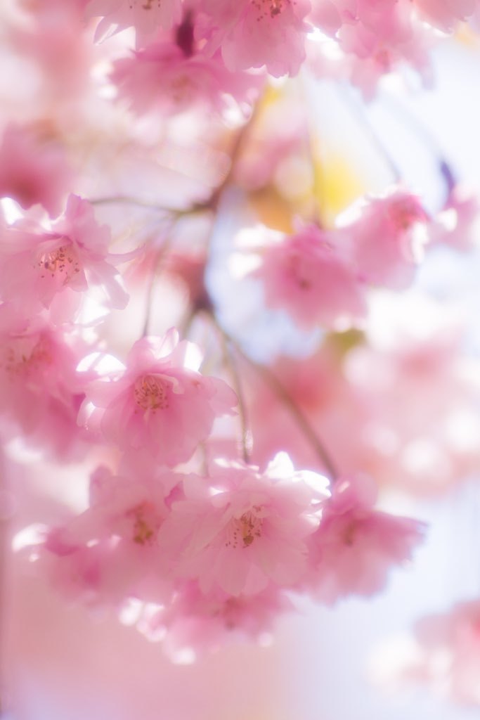 sakura no.2