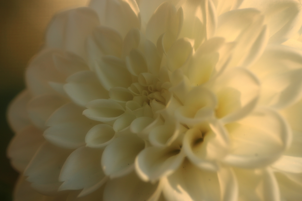 Dahlia