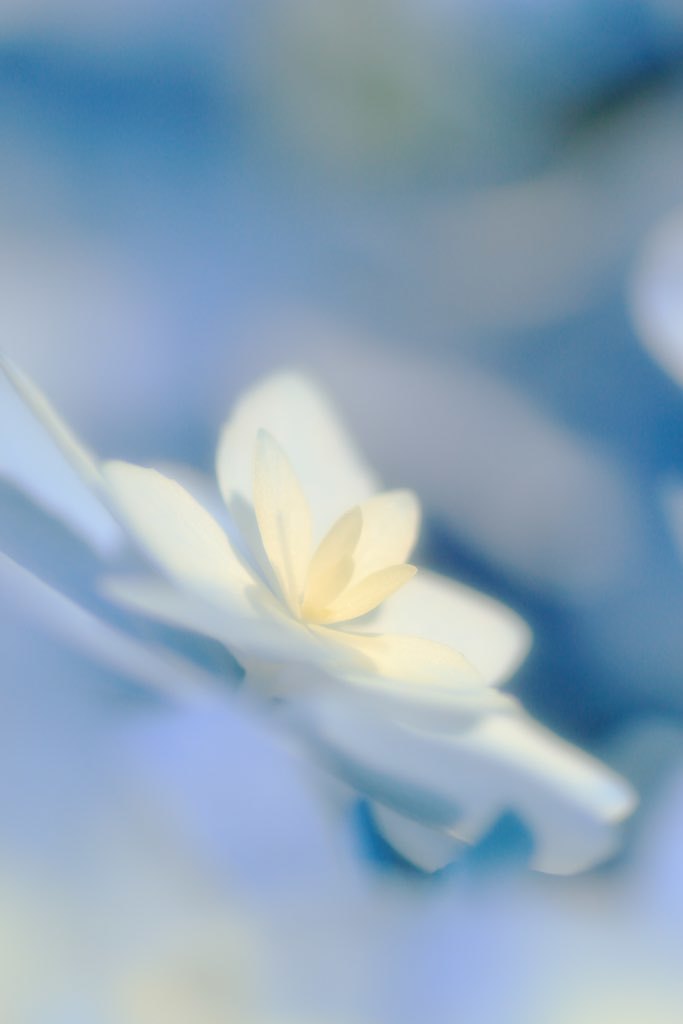 紫陽花