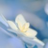紫陽花