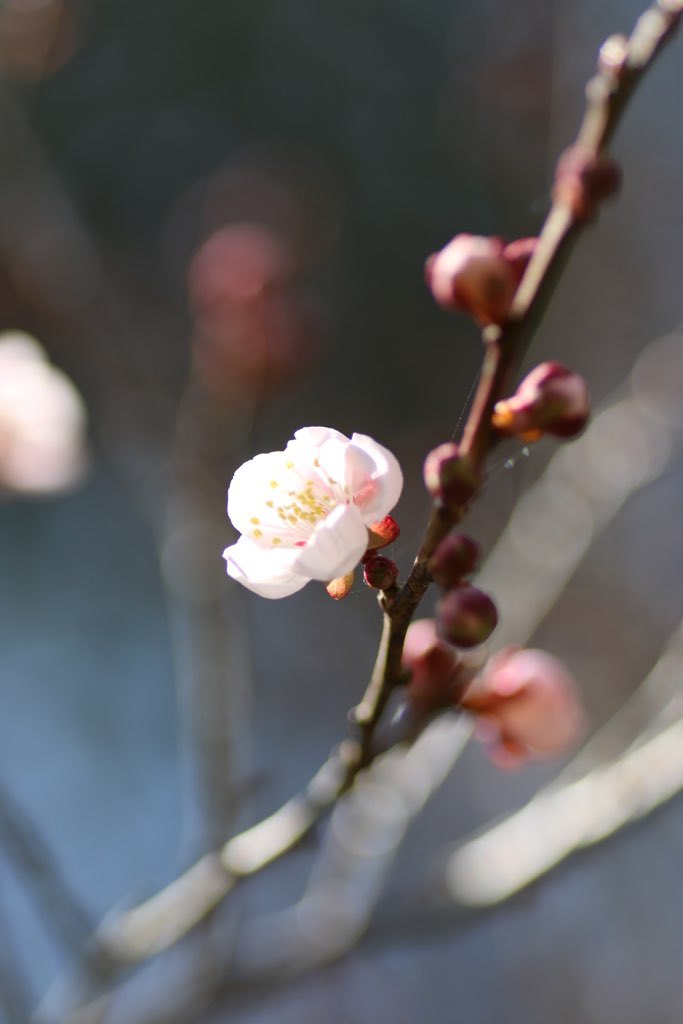 梅の花