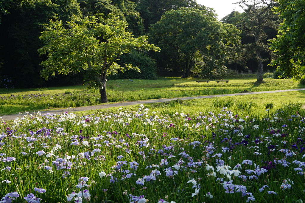 菖蒲のある光景