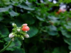 Gardens by the Bay（1）