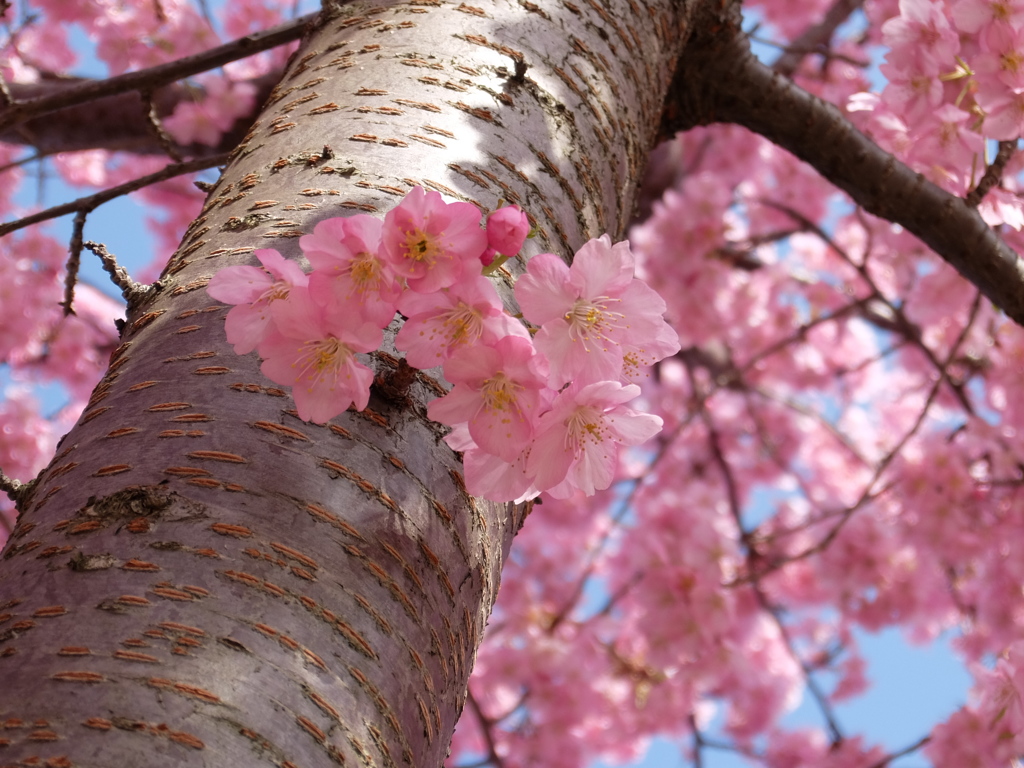 春の訪れ ～枝に咲く～