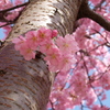 春の訪れ ～枝に咲く～