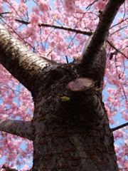 春の訪れ ～満開の中の芽生え～