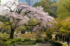 それぞれの花見