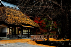 黄葉の金言寺