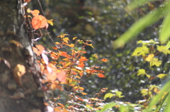 ニセコ連峰⑦　秋の登山道