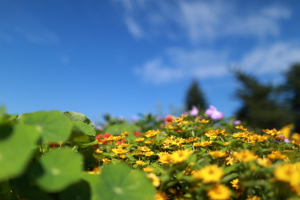 花壇
