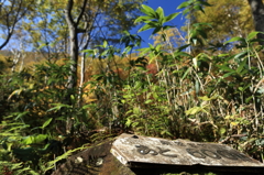 ニセコ連峰⑯　鏡沼へあと600㍍