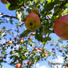 Apple shower