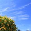 秋空