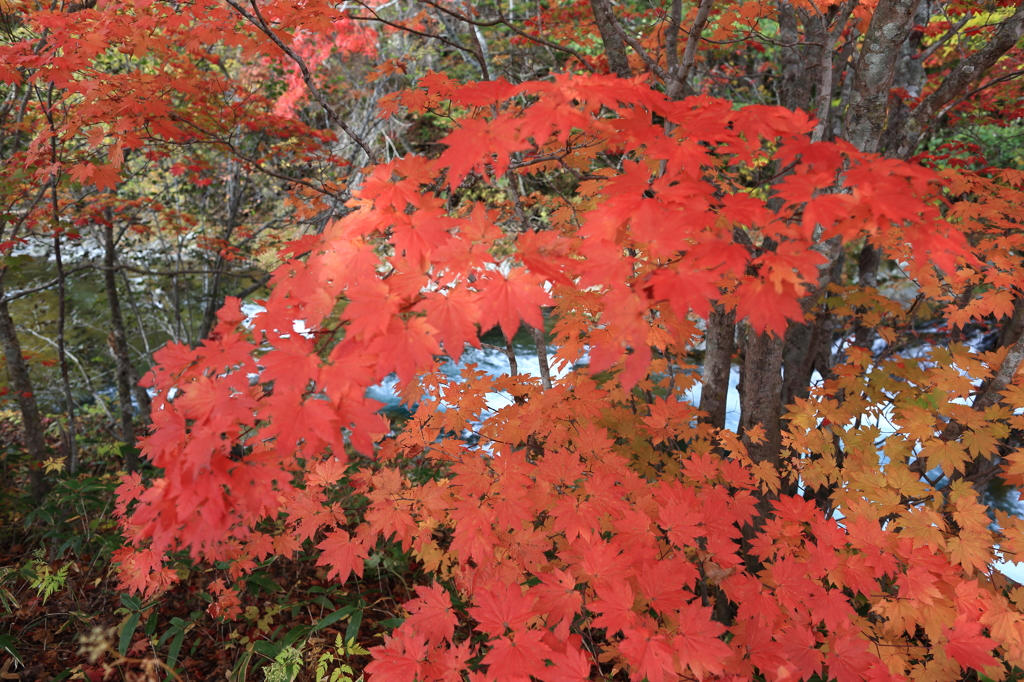 大滝 三階滝公園④