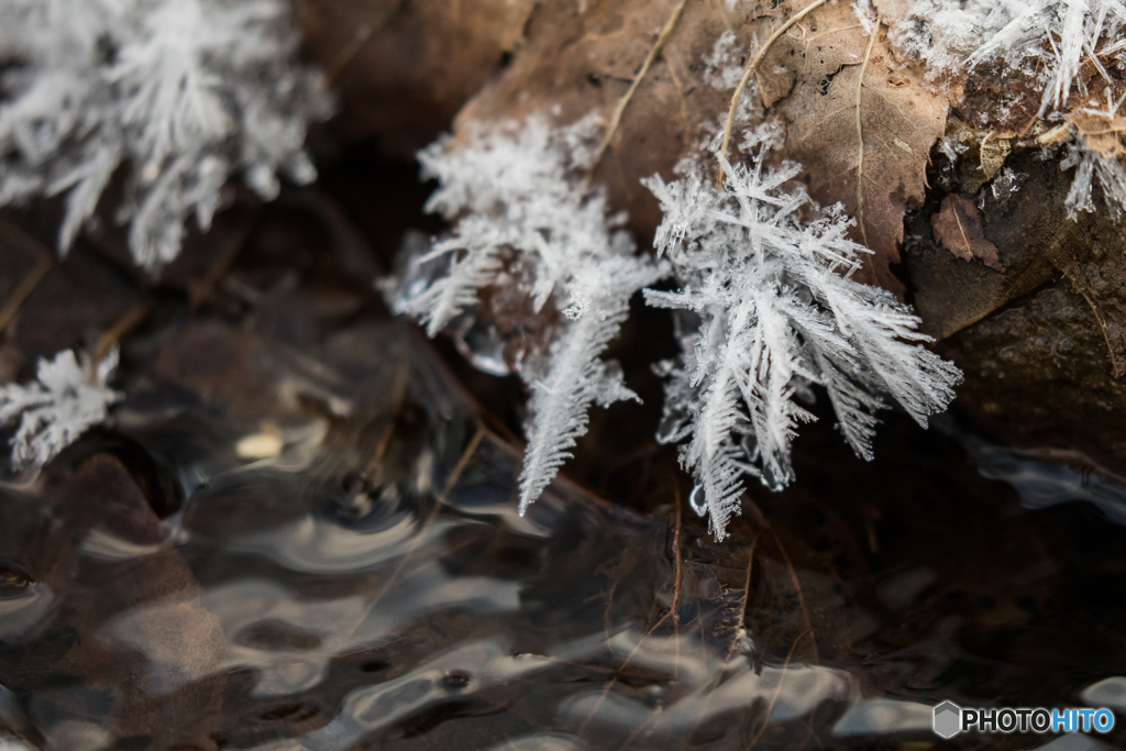 White feather