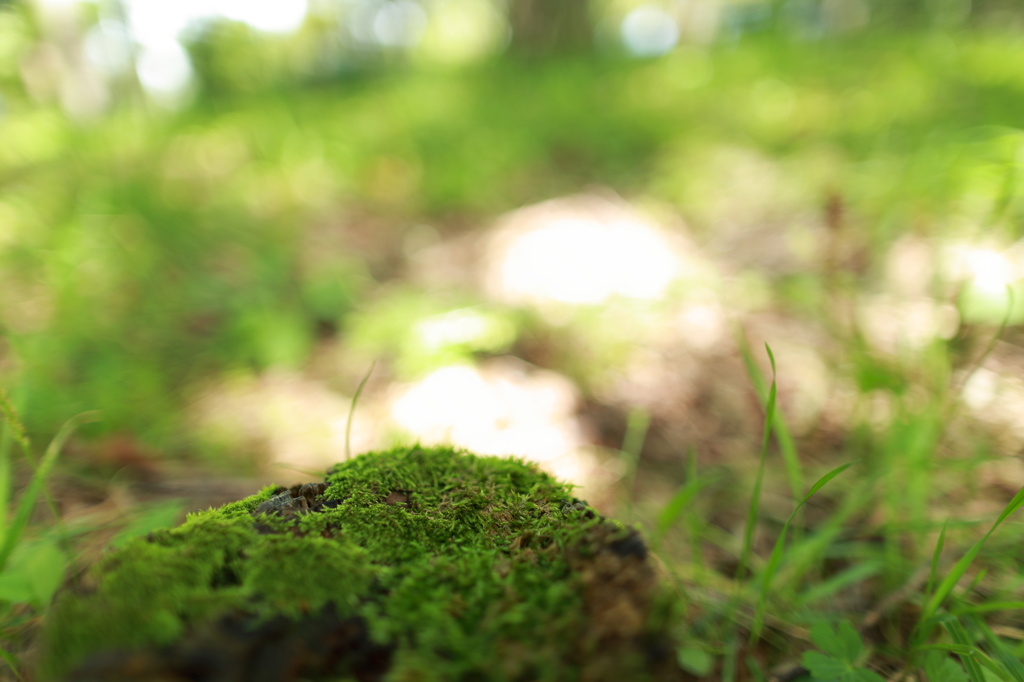 苔の産すまで
