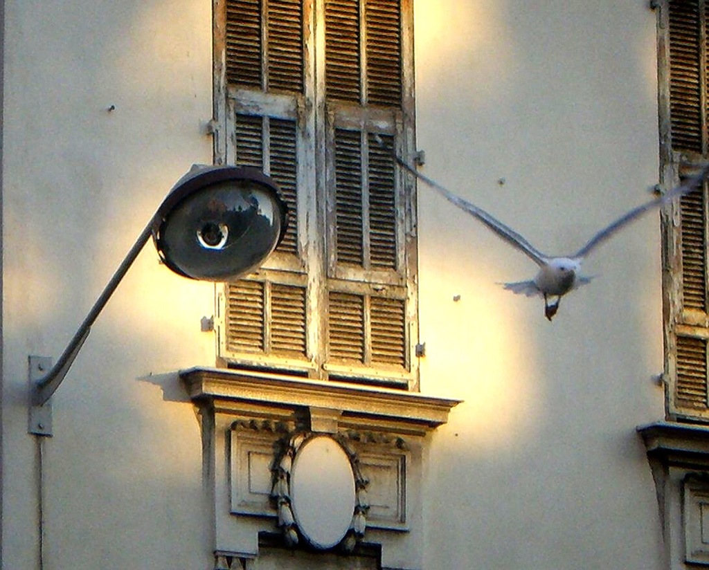 french pigeon