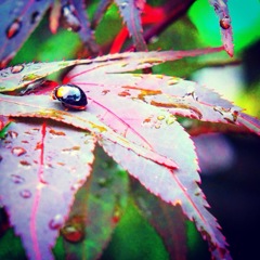 ladybug♡