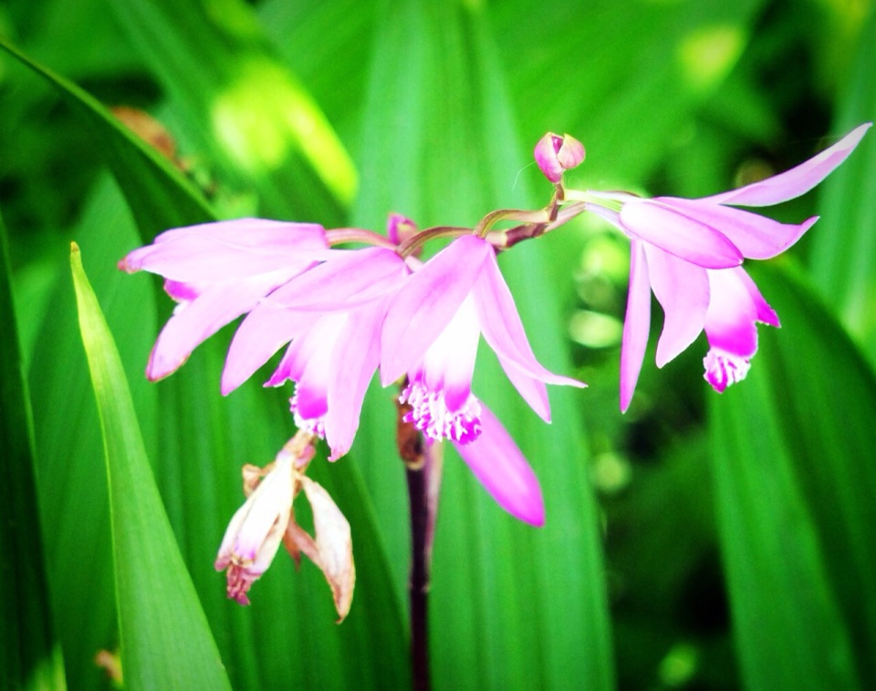 pink!