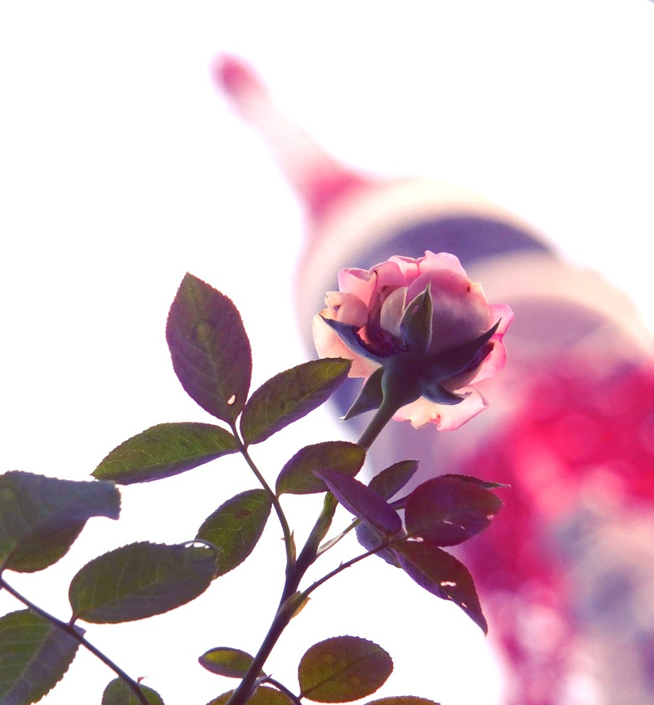 Tokyo's English rose...