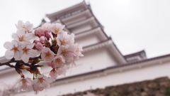鶴ヶ城と桜