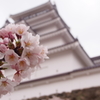 鶴ヶ城と桜
