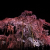 滝桜