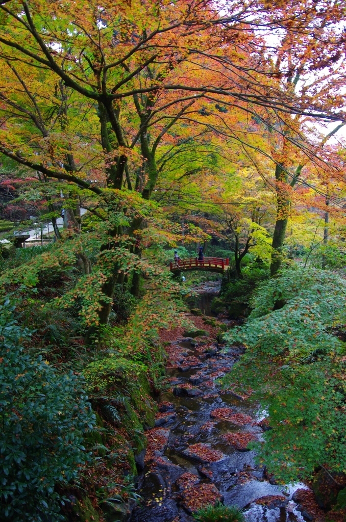 流れる紅葉、来る冬