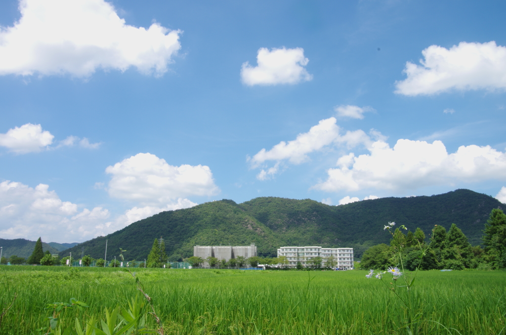 大学の田んぼ