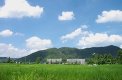大学の田んぼ