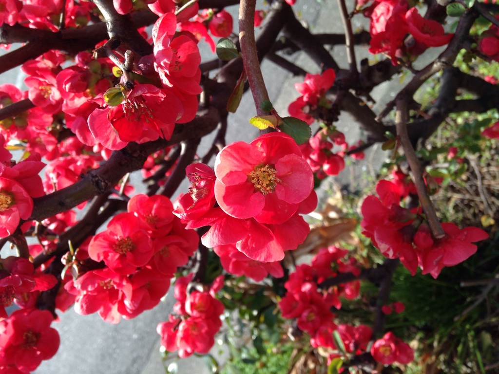 花の季節