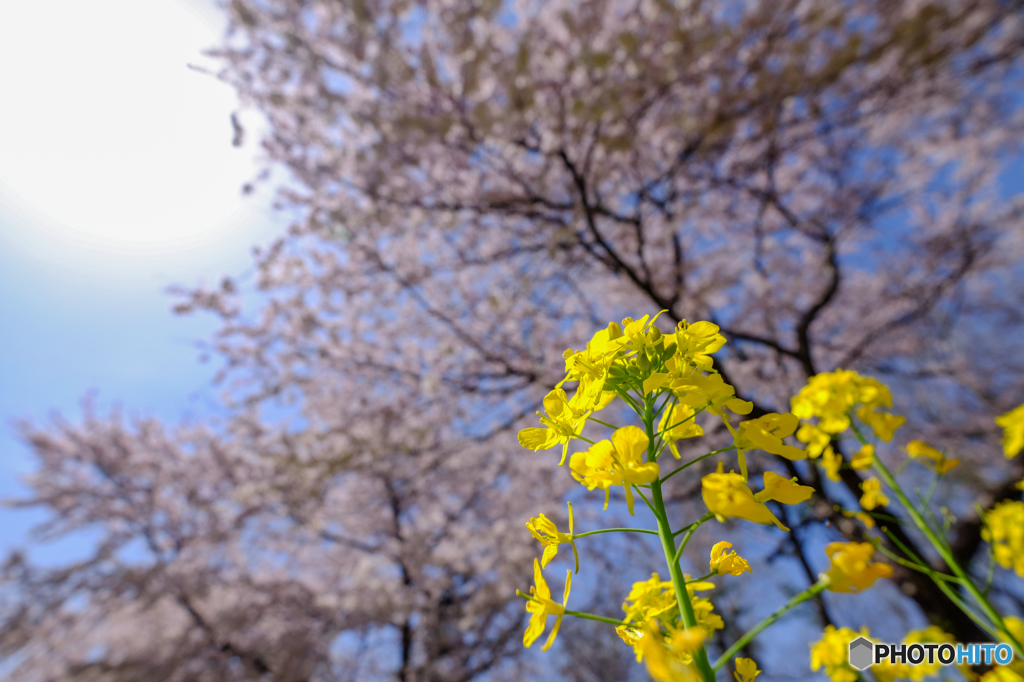見上げてみました