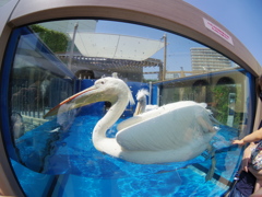 池袋一高い個人プール